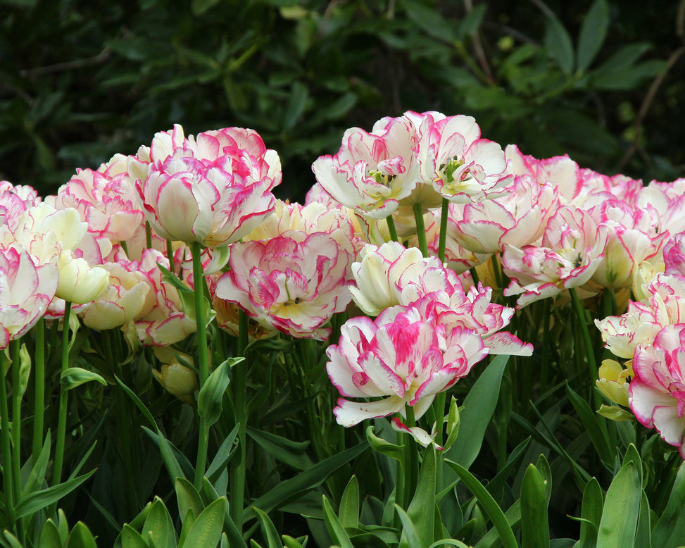 Tulip 'Belicia'
