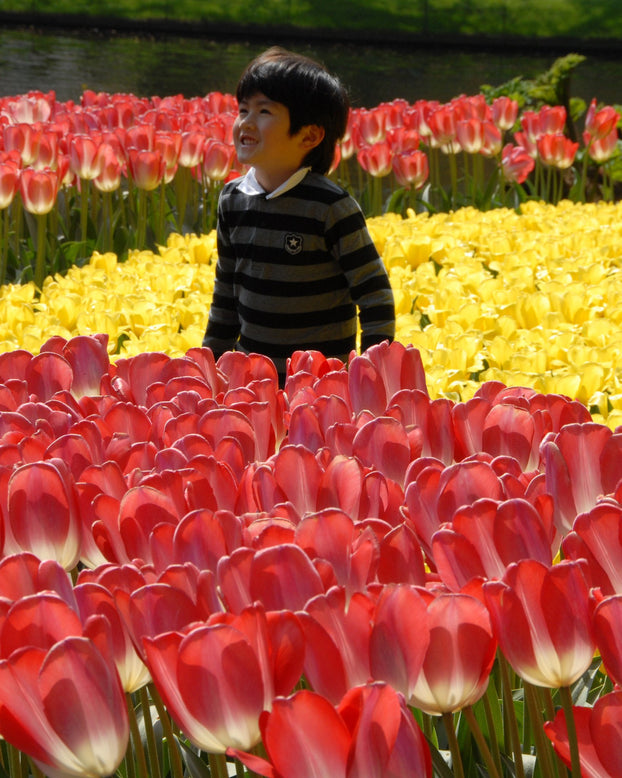 Flower BulbsBig Chief Bulbs UK - 1