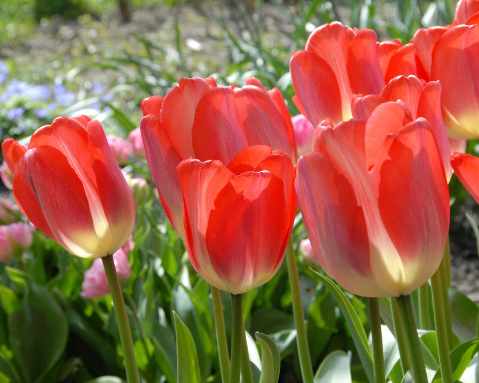 Flower BulbsBig Chief Bulbs UK - 3