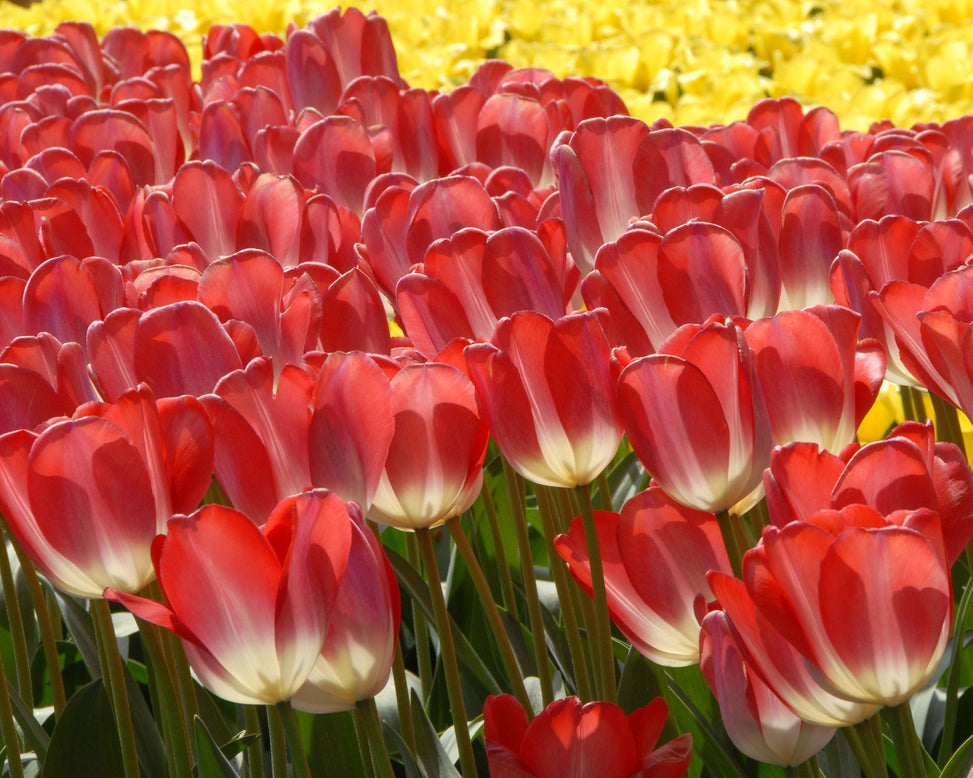 Flower BulbsBig Chief Bulbs UK - 2