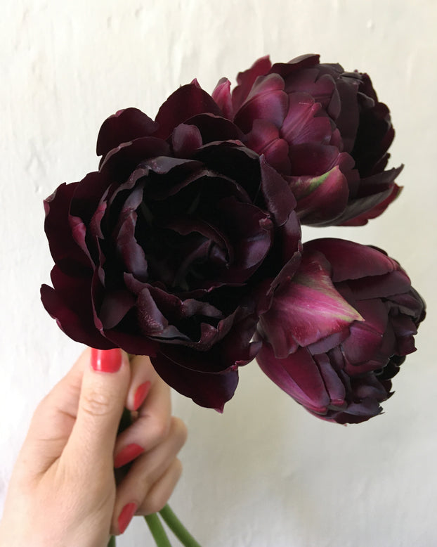 Tulip 'Black Hero'