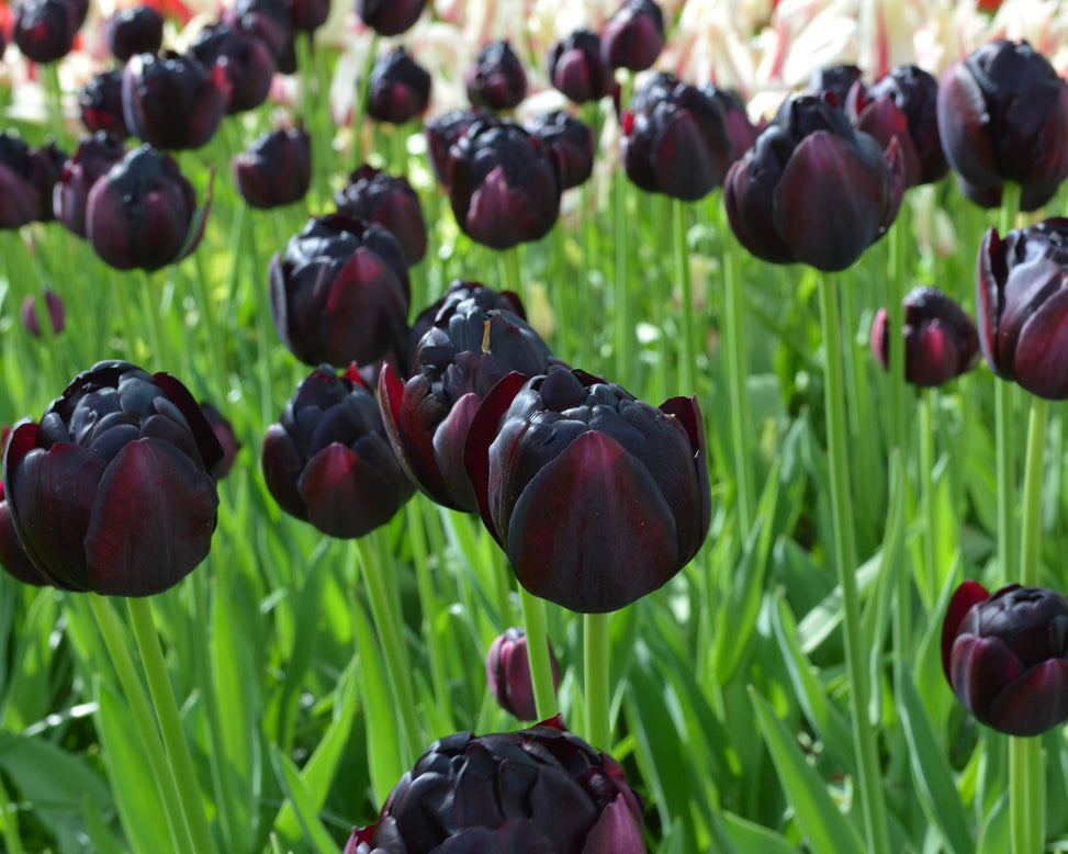Flower BulbsBlack Hero Bulbs UK - 5