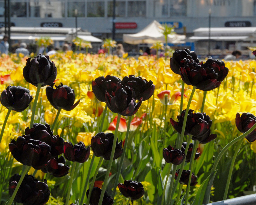 Flower BulbsBlack Hero Bulbs UK - 3
