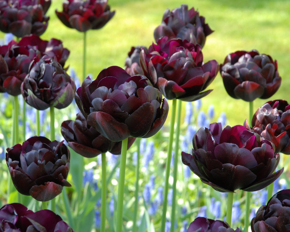 Flower BulbsBlack Hero Bulbs UK - 4