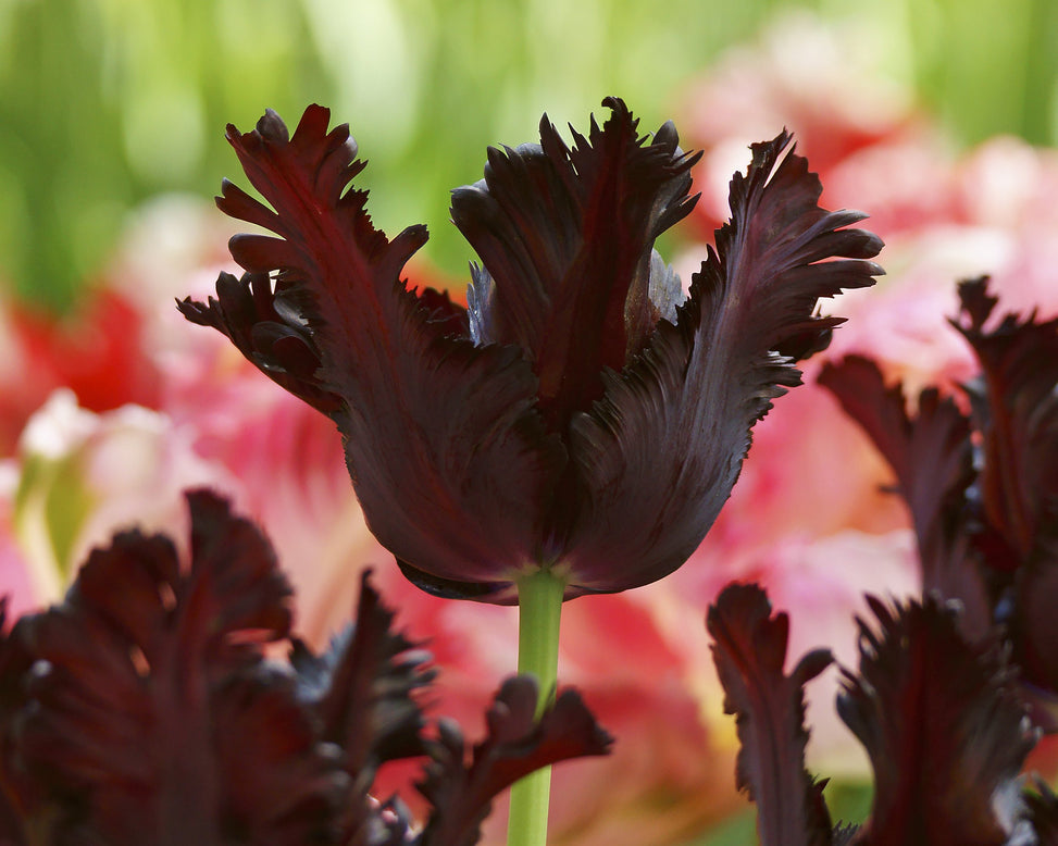 Tulip 'Black Parrot'