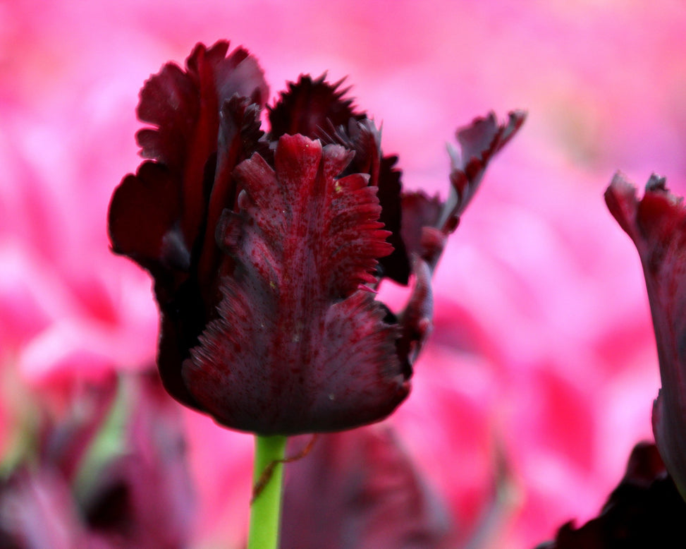 Tulip 'Black Parrot'