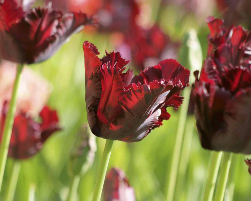 Tulip 'Black Parrot'