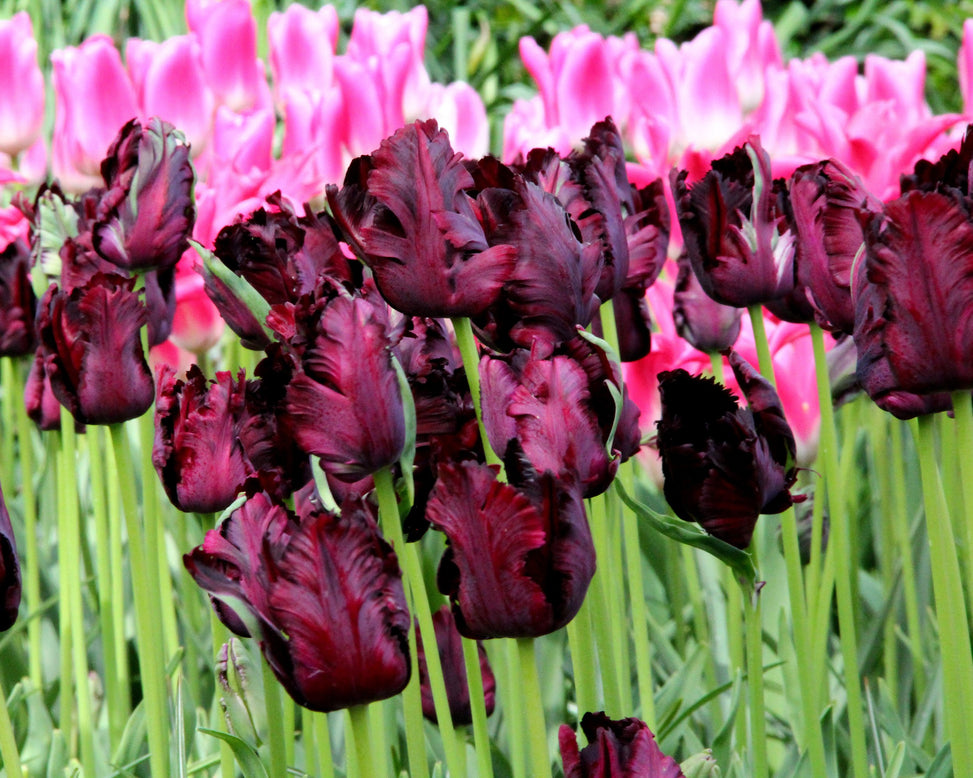 Tulip 'Black Parrot'
