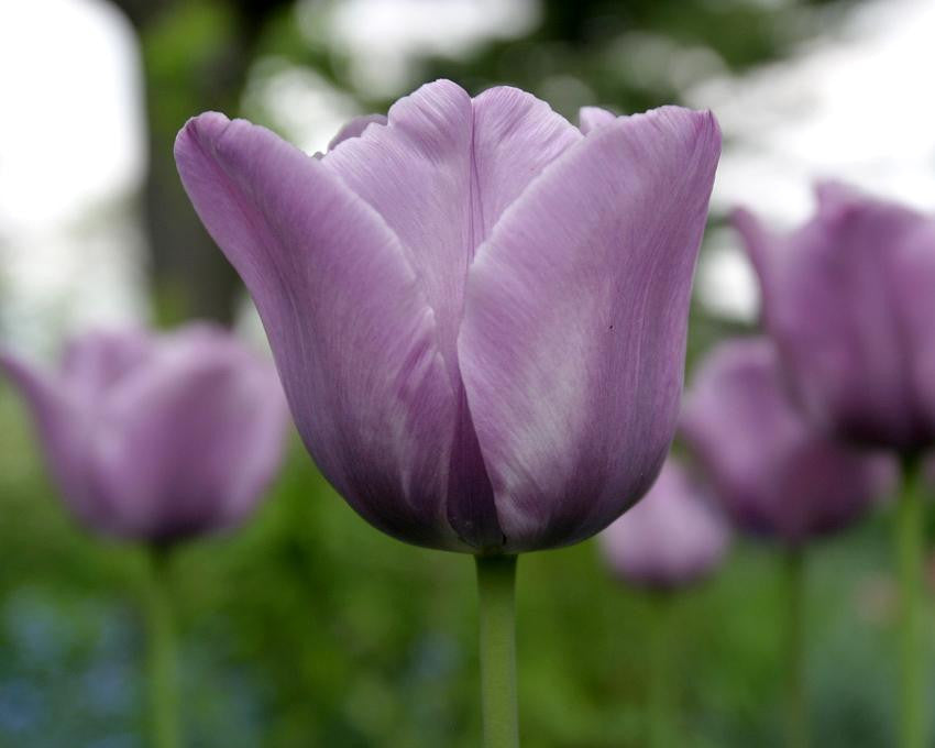 Tulip 'Bleu Aimable'