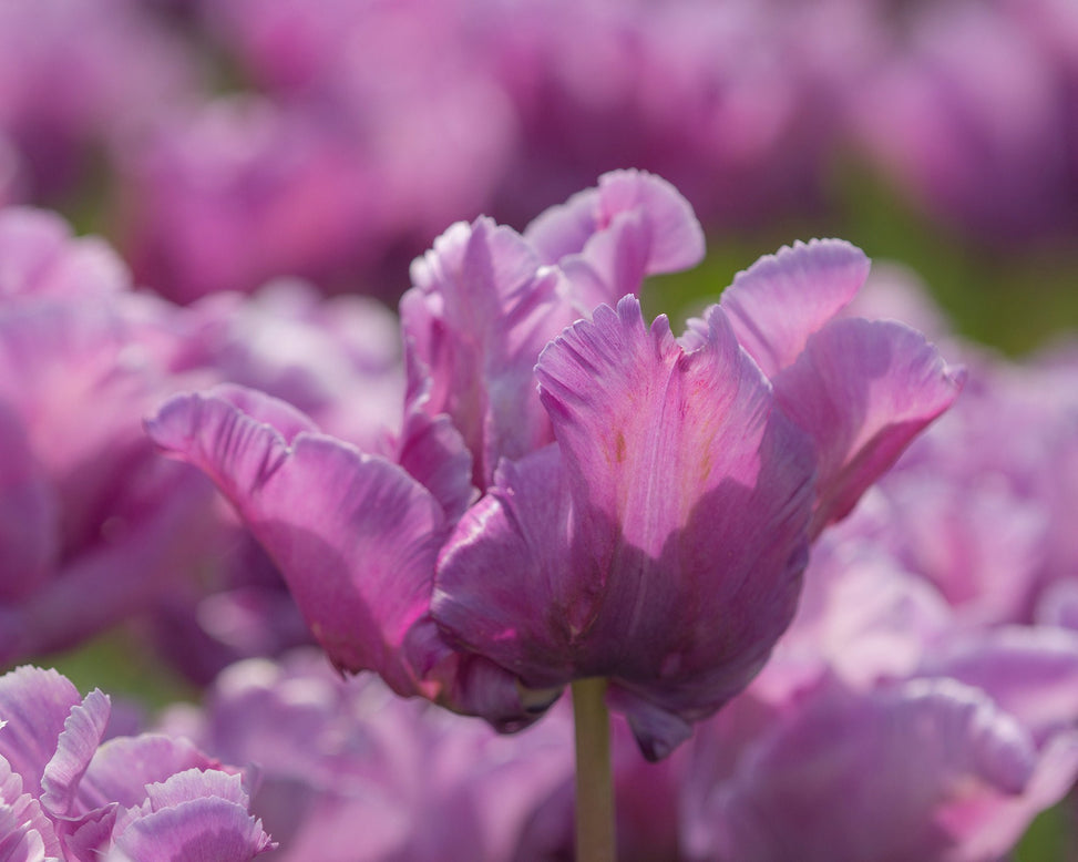 Flower BulbsBlue Parrot Bulbs UK - 4