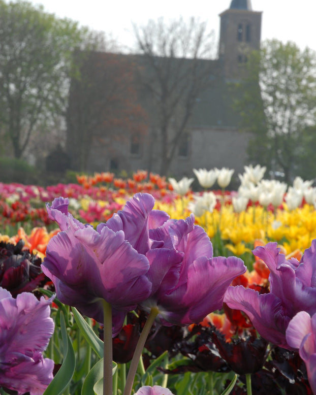 Flower BulbsBlue Parrot Bulbs UK - 2