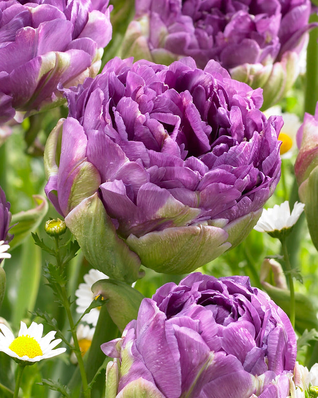 Tulip 'Blue Wow'