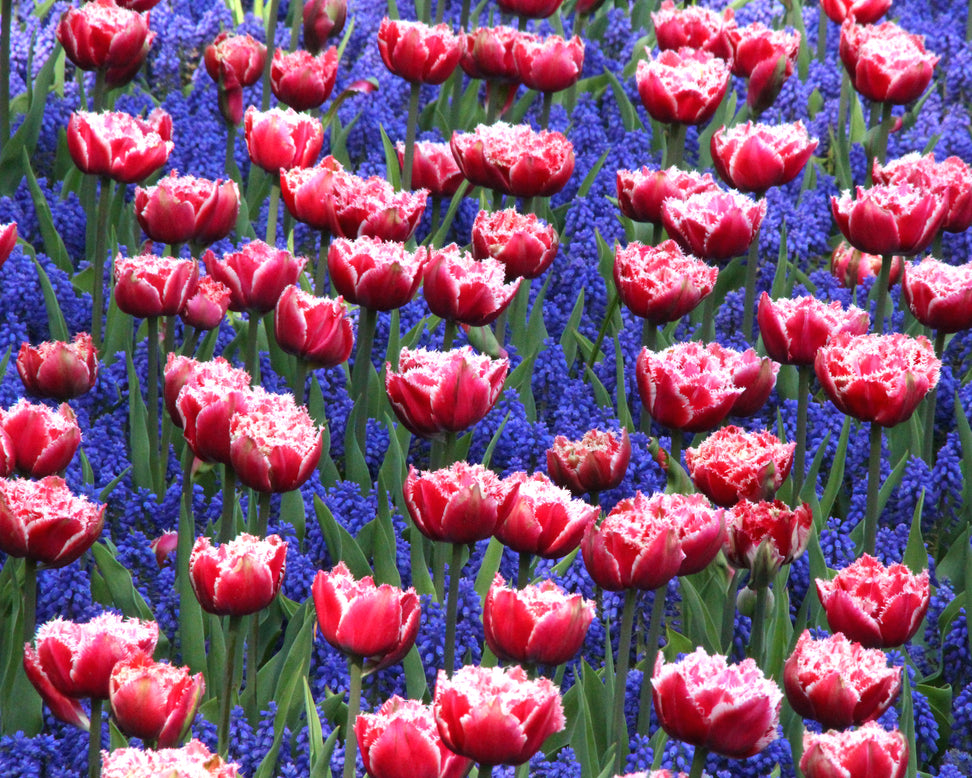Tulip 'Queensland'