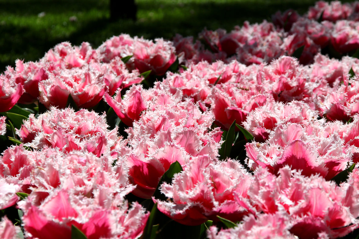 Tulip 'Queensland'