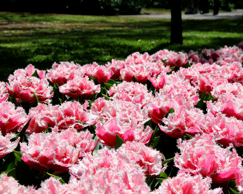 Tulip 'Queensland'