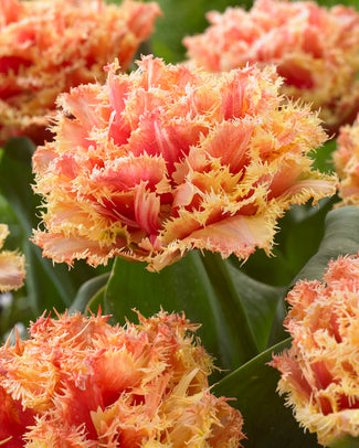 Tulip 'Brisbane' Tulip 'Brisbane'