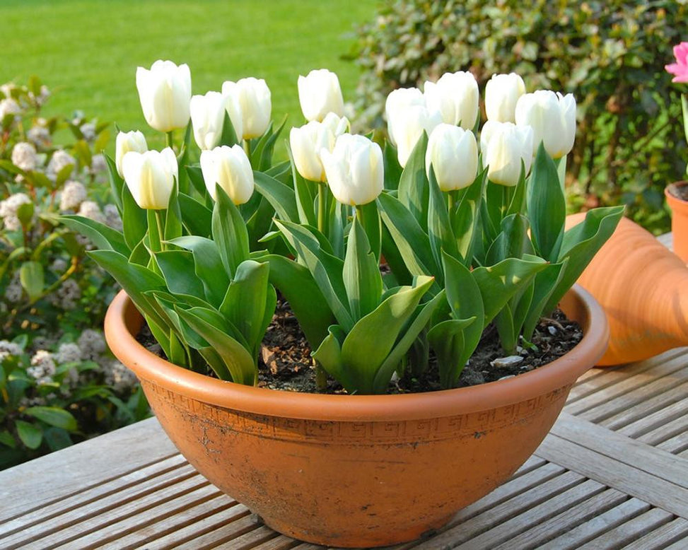 Flower BulbsCalgary™ Bulbs UK - 4