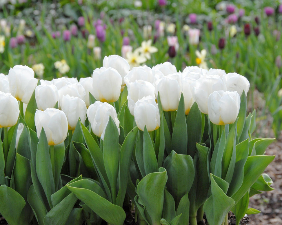 Flower BulbsCalgary™ Bulbs UK - 2