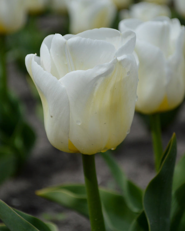 Flower BulbsCalgary™ Bulbs UK - 1