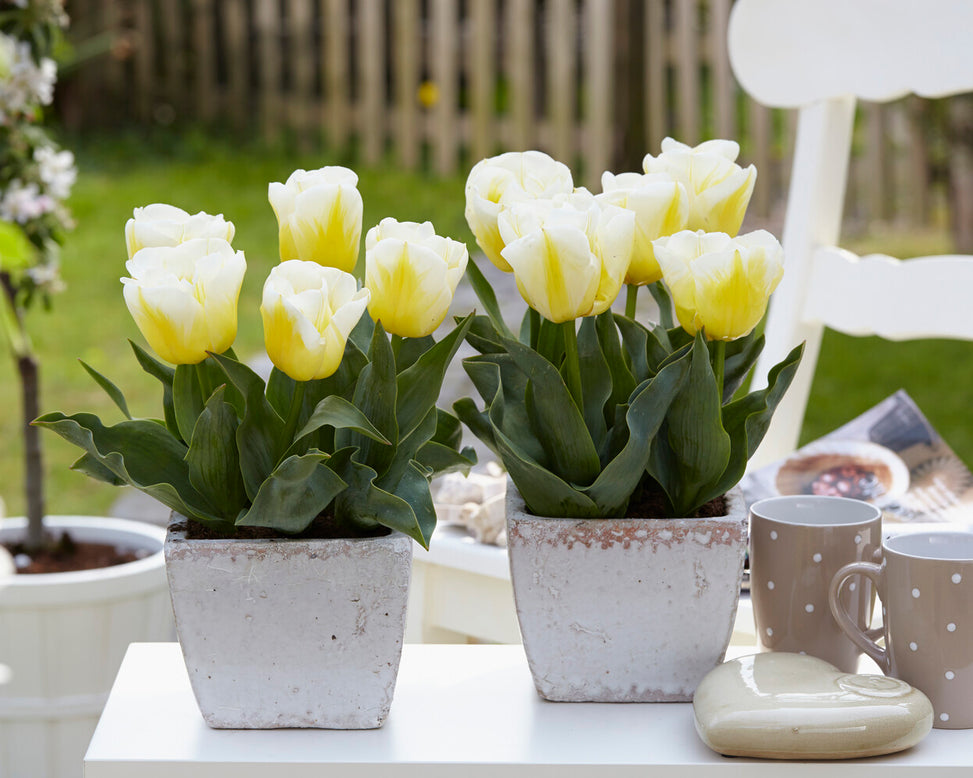 Tulip 'Calgary Flames'