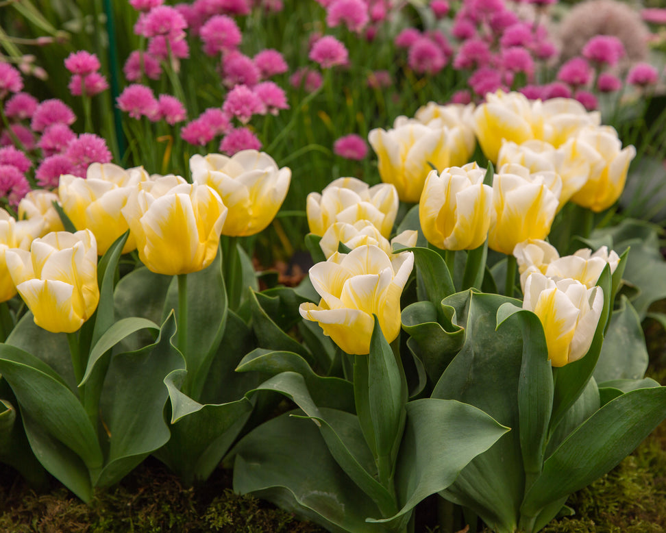 Tulip 'Calgary Flames'
