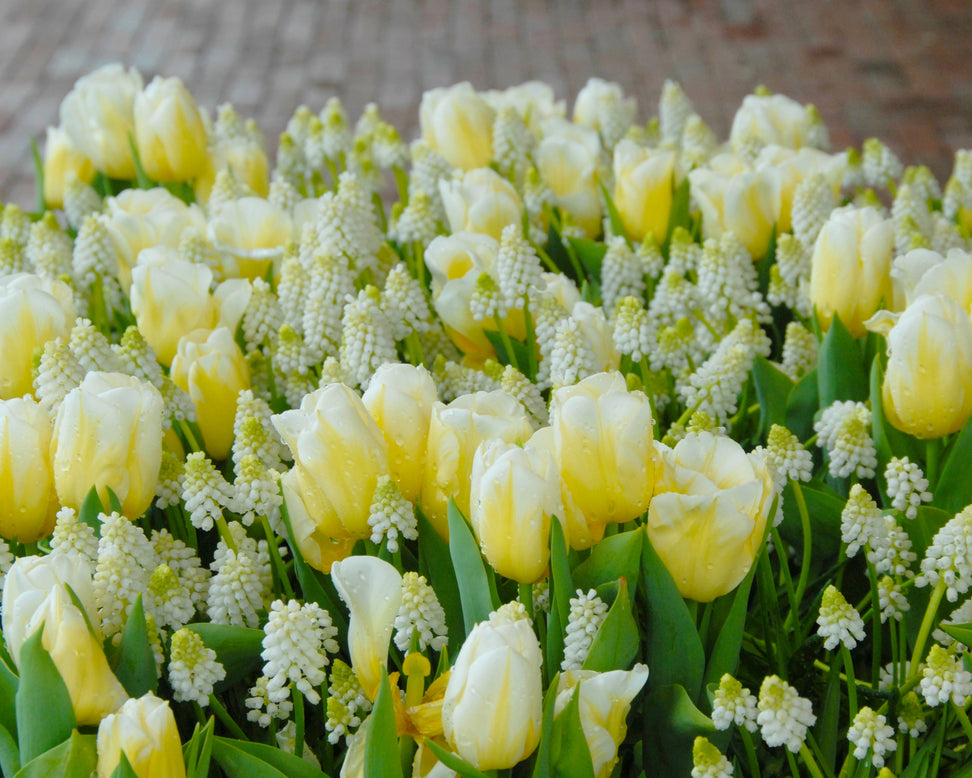 Tulip 'Calgary Flames'