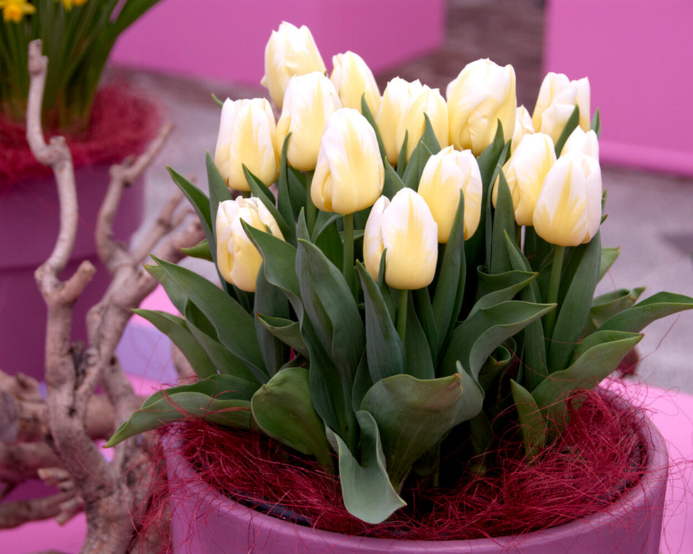 Tulip 'Calgary Flames'