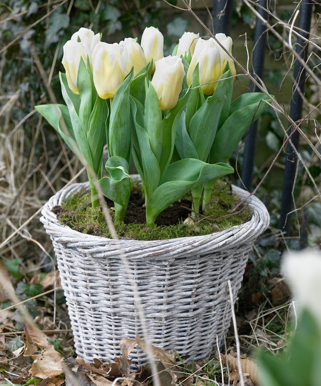 Tulip 'Calgary Flames'
