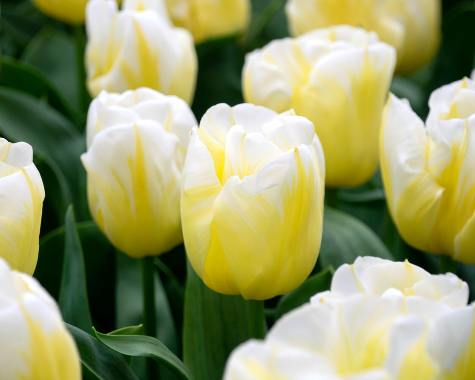 Tulip 'Calgary Flames'