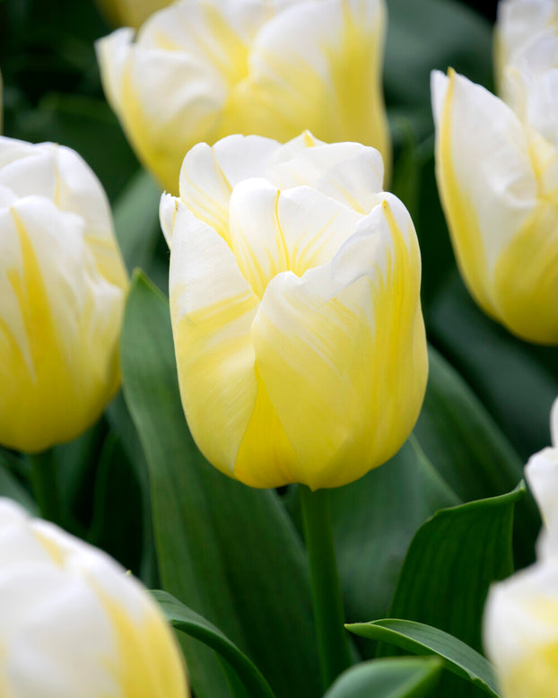 Tulip 'Calgary Flames'