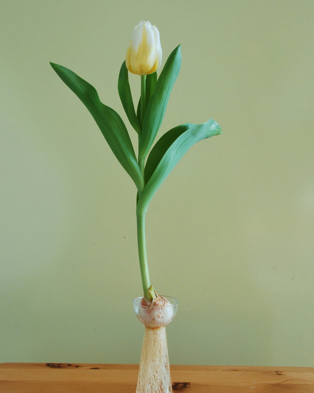 Tulip 'Calgary Flames'