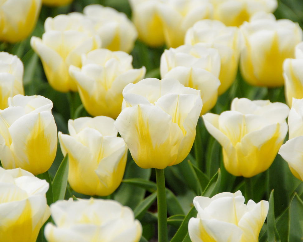 Tulip 'Calgary Flames'