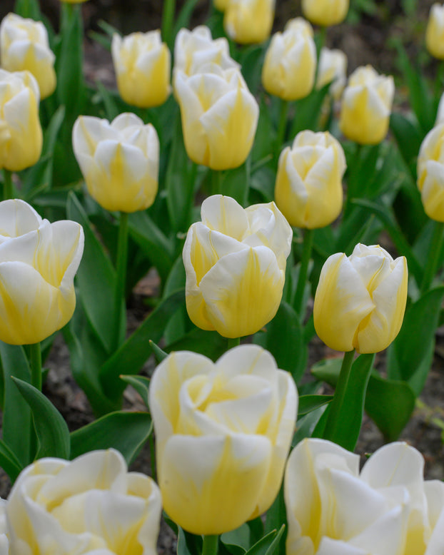 Tulip 'Calgary Flames'