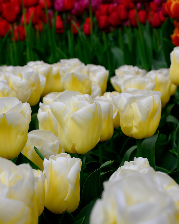 Tulip 'Calgary Flames'