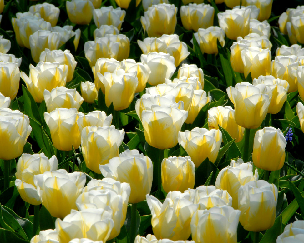 Tulip 'Calgary Flames'