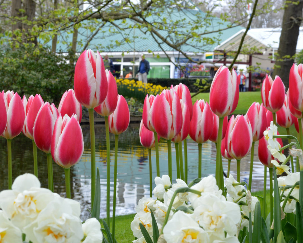 Tulip 'Candy Apple Delight'