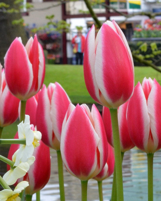 Tulip 'Candy Apple Delight'