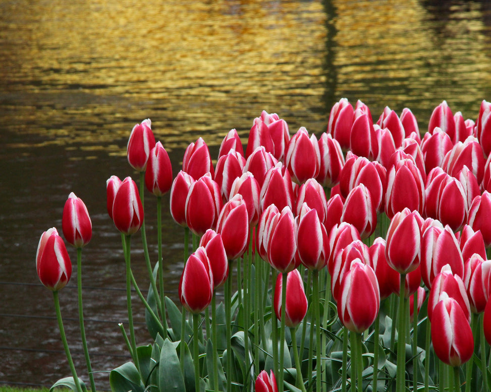 Tulip 'Candy Apple Delight'