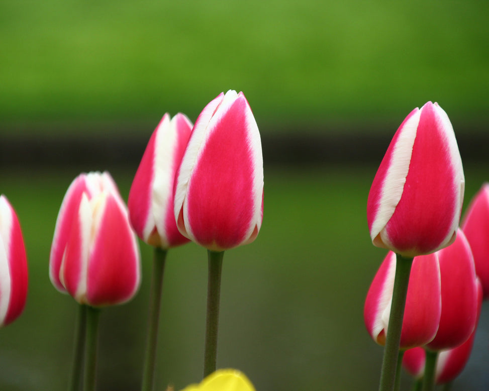 Tulip 'Candy Apple Delight'