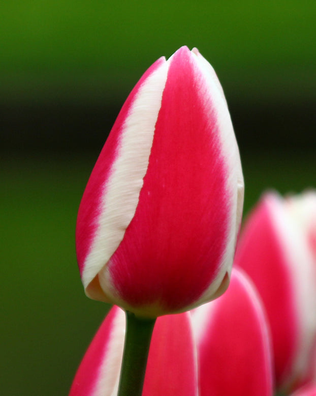 Tulip 'Candy Apple Delight'