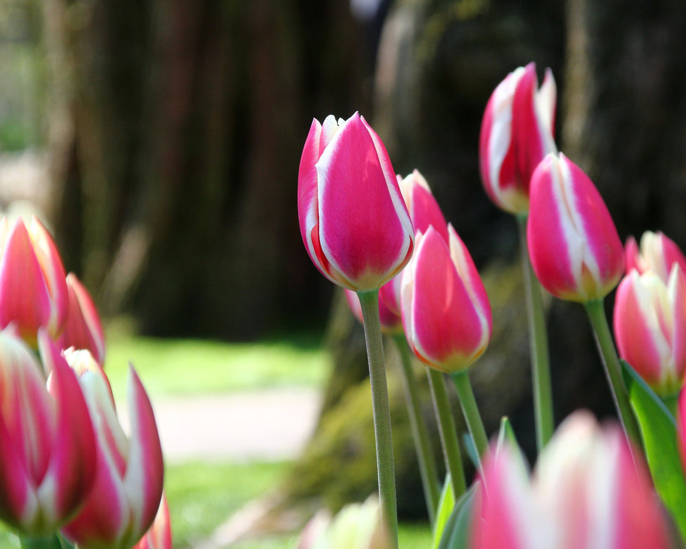 Tulip 'Candy Apple Delight'