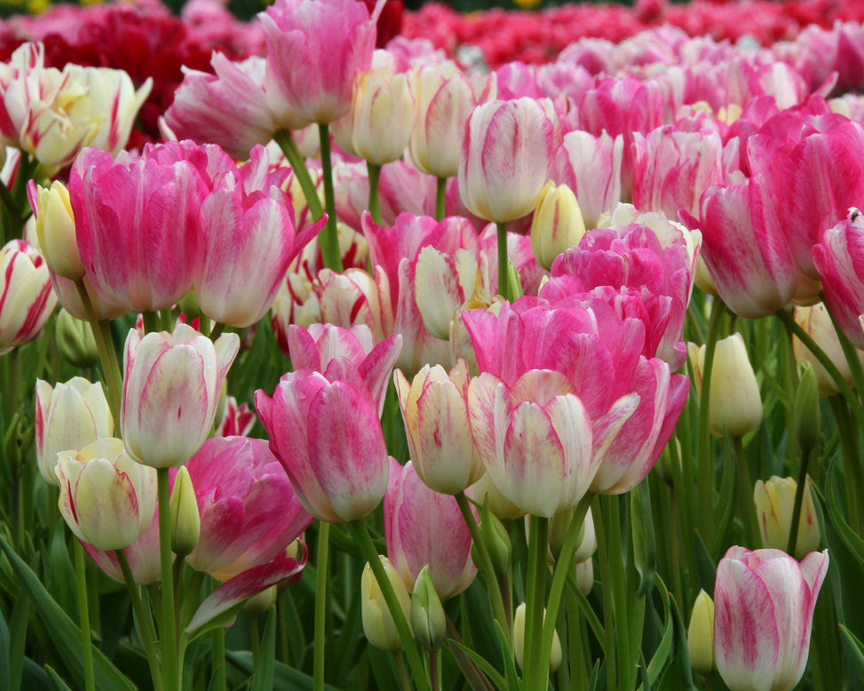 Tulip 'Candy Club'