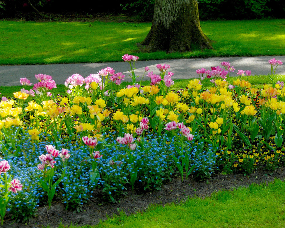 Flower BulbsCandy Club Bulbs UK - 8