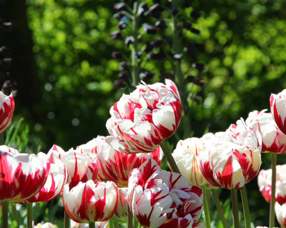 Tulip 'Carnaval de Nice'