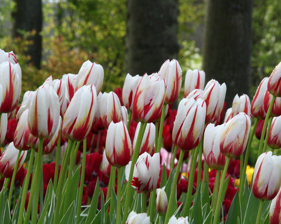 Tulip 'Carnaval de Rio'