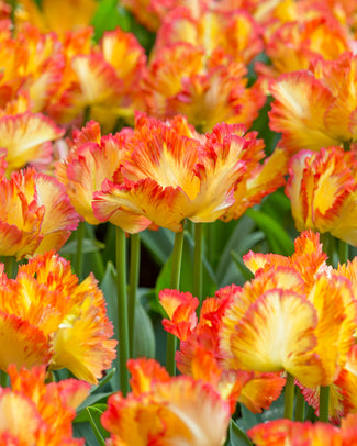 Tulip 'Caribbean Parrot' Tulip 'Caribbean Parrot'