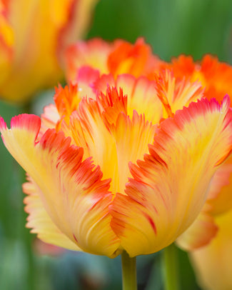 Tulip 'Caribbean Parrot' Tulip 'Caribbean Parrot'