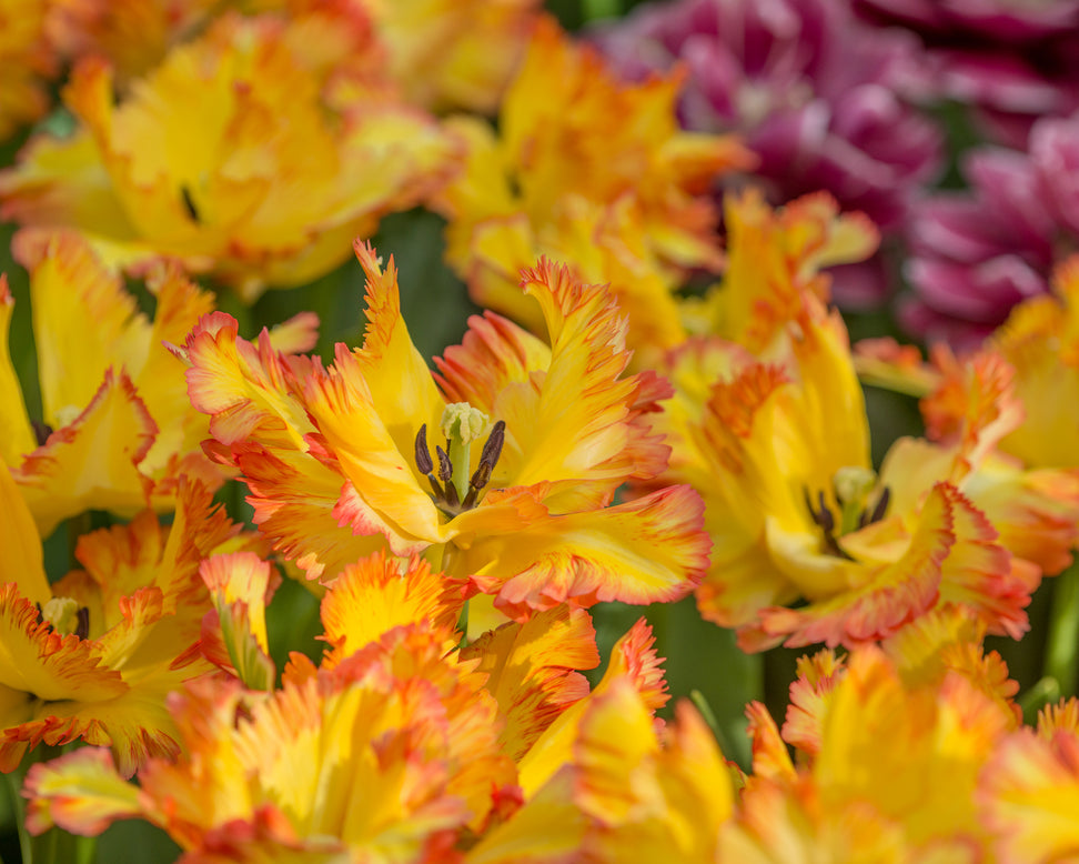 Tulip 'Caribbean Parrot'