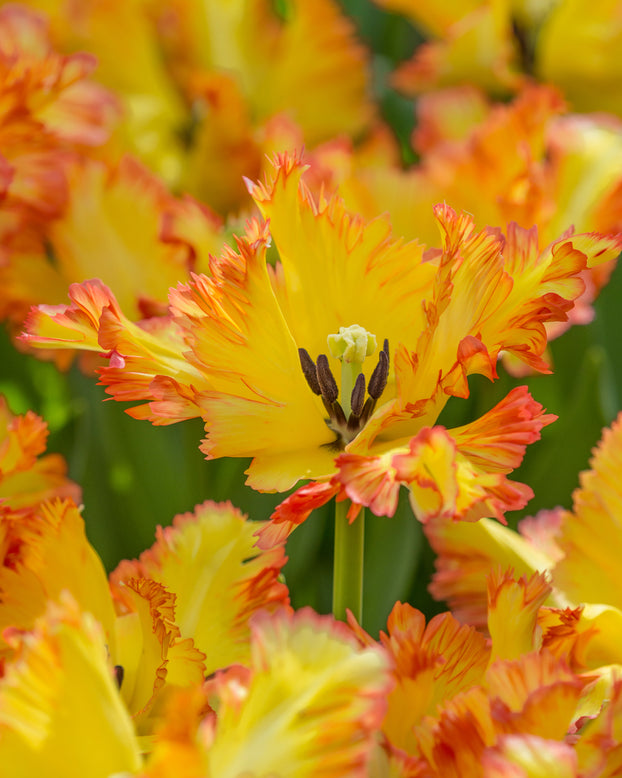 Tulip 'Caribbean Parrot'