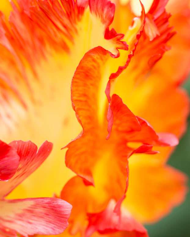 Tulip 'Caribbean Parrot'